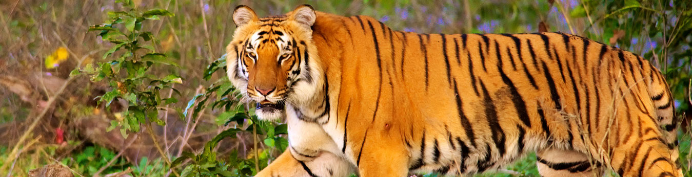 Corbett Jungle and Himalaya Excursion - 05 Nights / 06 days